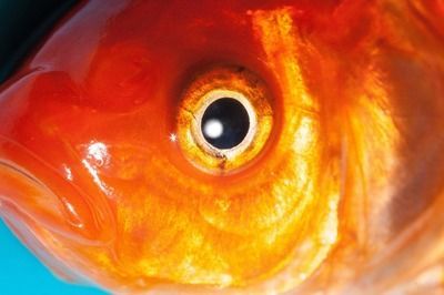 龍魚金龍魚眼睛長：關于金龍魚眼睛的詳細信息