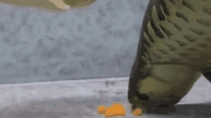 金龍魚吃幼崽嗎