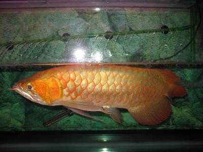 龍魚是金龍魚嗎：龍魚與金龍魚的價格對比