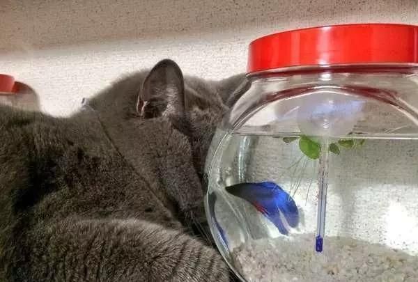 魚缸里的魚朋友圈怎么配文，如何通過朋友圈配文來展示魚缸中的魚