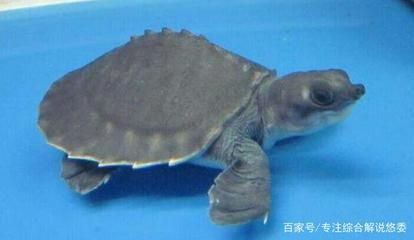 豬鼻龜如何挑選品相：如何挑選一只豬鼻龜