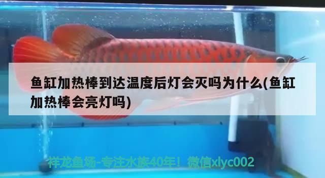 張家口龍魚vs張家口水族批發市場vs張家口水族館vs張家口魚缸批發市場vs祥龍魚場：張家口水族館特色展覽祥龍魚場魚類品種介紹 張家口龍魚vs張家口水族批發市場vs張家口水族館vs張家口魚缸批發市場vs祥龍魚場：張家口水族館特色展覽祥龍魚場魚類品種介紹 祥龍魚場各市分站 第3張