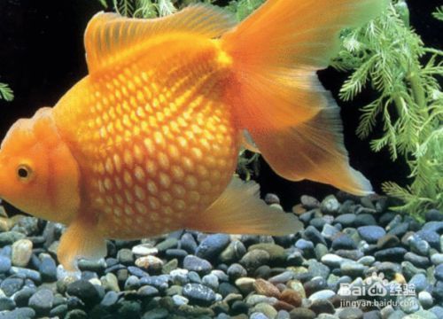 山南龍魚vs山南水族批發(fā)市場vs山南水族館vs山南魚缸批發(fā)市場vs祥龍魚場：山南水族批發(fā)市場