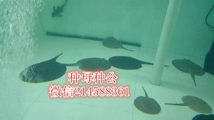 魟魚可以養嗎怎么養的視頻：如何養殖魟魚