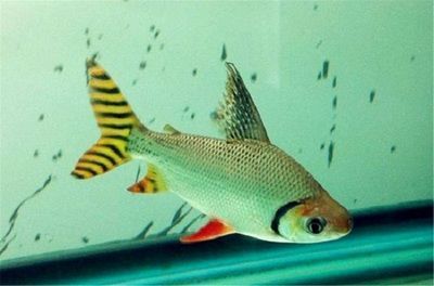 飛鳳魚性別鑒別誤區,如何通過體色辨別飛鳳魚性別 魚缸百科 第6張 飛鳳魚性別鑒別誤區,如何通過體色辨別飛鳳魚性別 飛鳳魚性別鑒別誤區,如何通過體色辨別飛鳳魚性別 魚缸百科 第6張