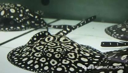 被魟魚刺傷手指：被魟魚刺傷手指怎么辦 被魟魚刺傷手指：被魟魚刺傷手指怎么辦 魟魚百科 第3張