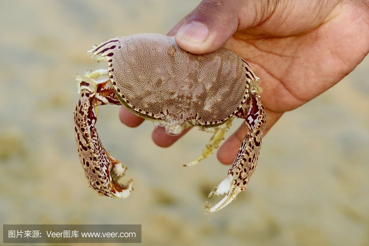 被魟魚刺傷手指：被魟魚刺傷手指怎么辦 被魟魚刺傷手指：被魟魚刺傷手指怎么辦 魟魚百科 第4張
