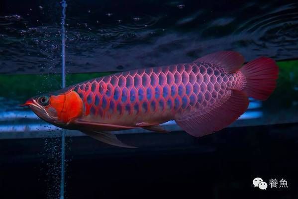 株洲哪里有賣魚缸的（株洲觀賞魚批發市場）