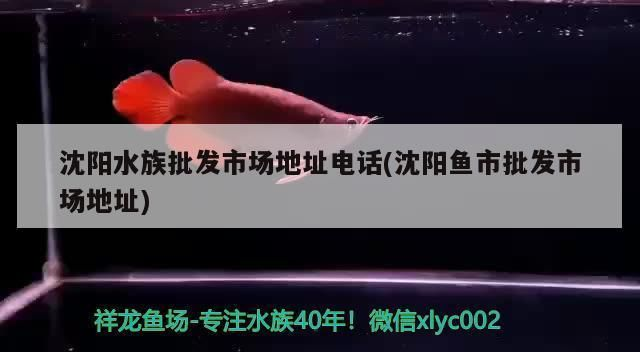 沈陽龍魚vs沈陽水族批發市場vs沈陽水族館vs沈陽魚缸批發市場vs祥龍魚場：沈陽龍魚vs沈陽水族批發市場