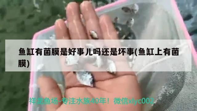 魚缸有菌膜是好事兒嗎還是壞事(魚缸上有菌膜)