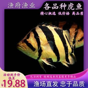 四紋虎魚市場價格波動趨勢，四紋印尼虎魚市場價格波動趨勢受到多種因素影響