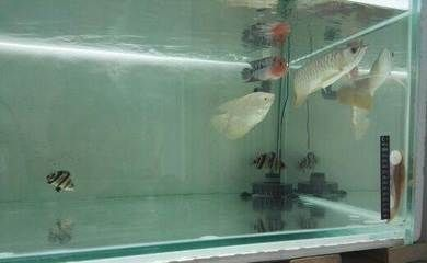 四紋虎魚市場價格波動趨勢，四紋印尼虎魚市場價格波動趨勢受到多種因素影響