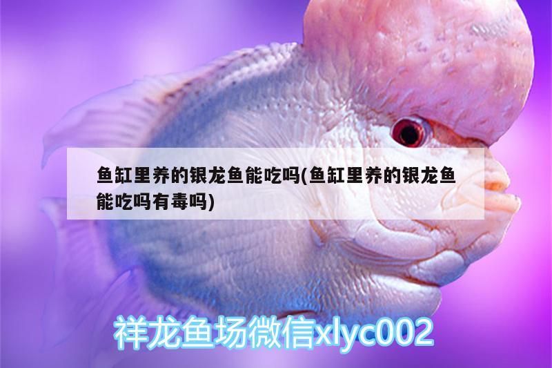 魚缸里養的銀龍魚能吃嗎(魚缸里養的銀龍魚能吃嗎有毒嗎)