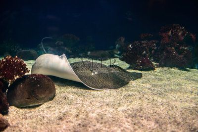 魟魚喜歡沙子嗎：為什么[需手動(dòng)填充]魚喜歡沙子？ 魟魚喜歡沙子嗎：為什么[需手動(dòng)填充]魚喜歡沙子？ 魟魚百科 第3張