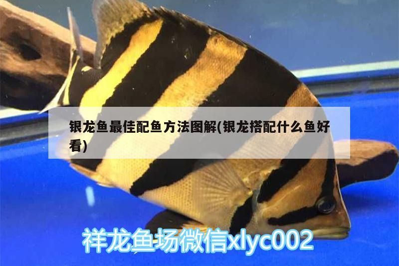 銀龍魚最佳配魚方法圖解(銀龍搭配什么魚好看)