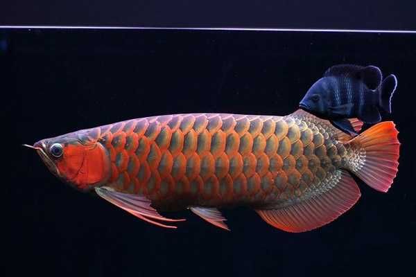 寶發(fā)魚缸寶發(fā)魚缸 寶發(fā)魚缸寶發(fā)魚缸 魟魚百科 第5張