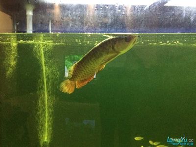 龍魚爛尾能恢復原樣嗎怎么治療vs祥龍魚場：龍魚爛尾后如何護理祥龍魚場龍魚爛尾影響壽命嗎