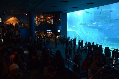 水族館招牌：水族館招牌的設計靈感來源