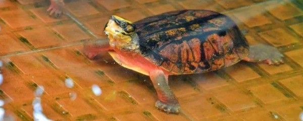 豬鼻龜分品種嗎怎么養(yǎng)：豬鼻龜怎么養(yǎng)，豬鼻龜飼養(yǎng)注意事項