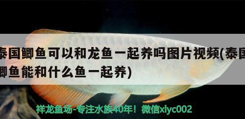 泰國鯽魚可以和龍魚一起養嗎圖片視頻(泰國鯽魚能和什么魚一起養)