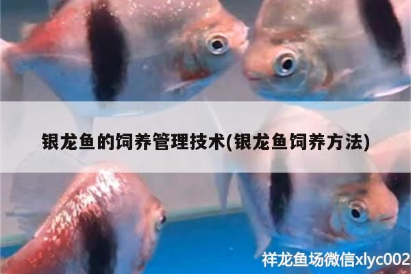 銀龍魚的飼養管理技術(銀龍魚飼養方法)