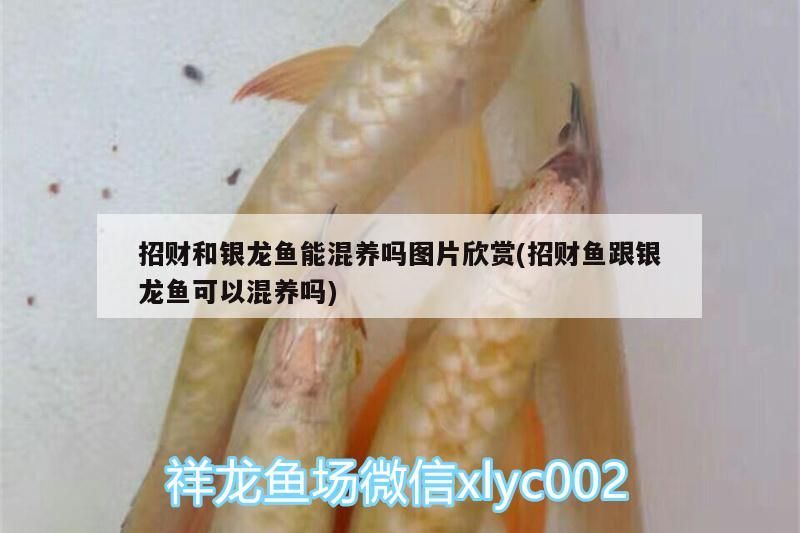 招財(cái)和銀龍魚能混養(yǎng)嗎圖片欣賞(招財(cái)魚跟銀龍魚可以混養(yǎng)嗎)