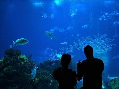 開個水族館的艱難之旅英語（開一家水族館需要克服眾多難題，） 開個水族館的艱難之旅英語（開一家水族館需要克服眾多難題，） 水族館百科（水族館加盟） 第3張
