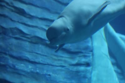 開個水族館的艱難之旅英語（開一家水族館需要克服眾多難題，） 開個水族館的艱難之旅英語（開一家水族館需要克服眾多難題，） 水族館百科（水族館加盟） 第4張