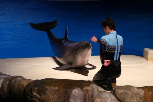 開個水族館的艱難之旅英語（開一家水族館需要克服眾多難題，） 開個水族館的艱難之旅英語（開一家水族館需要克服眾多難題，） 水族館百科（水族館加盟） 第5張