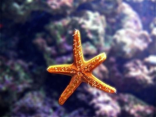 大連龍魚vs大連水族批發市場vs大連水族館vs大連魚缸批發市場vs祥龍魚場：大連水族批發市場