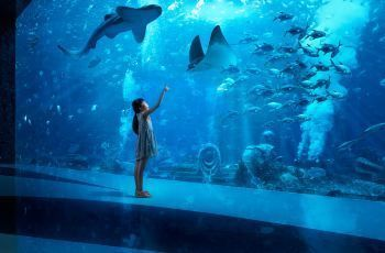 水族館好玩嗎現(xiàn)在（上海海洋水族館是一個非常值得一游的地方值得一游的地方） 水族館好玩嗎現(xiàn)在（上海海洋水族館是一個非常值得一游的地方值得一游的地方） 水族館百科（水族館加盟） 第6張