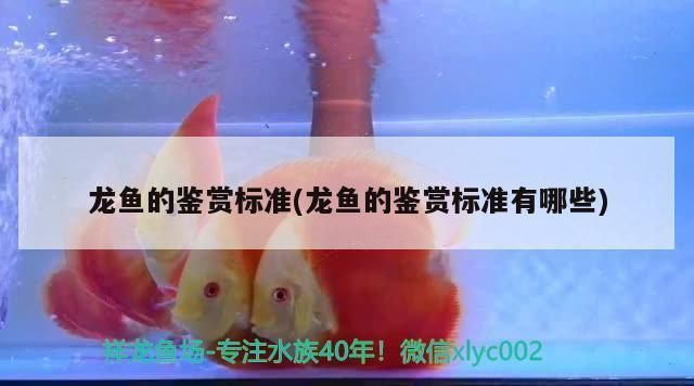 龍魚 品相vs祥龍魚場：祥龍魚場挑選品相好的龍魚可以從以下幾個方面入手