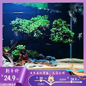 60厘米的魚缸能養幾條錦鯉魚：60厘米的魚缸適合養幾條錦鯉