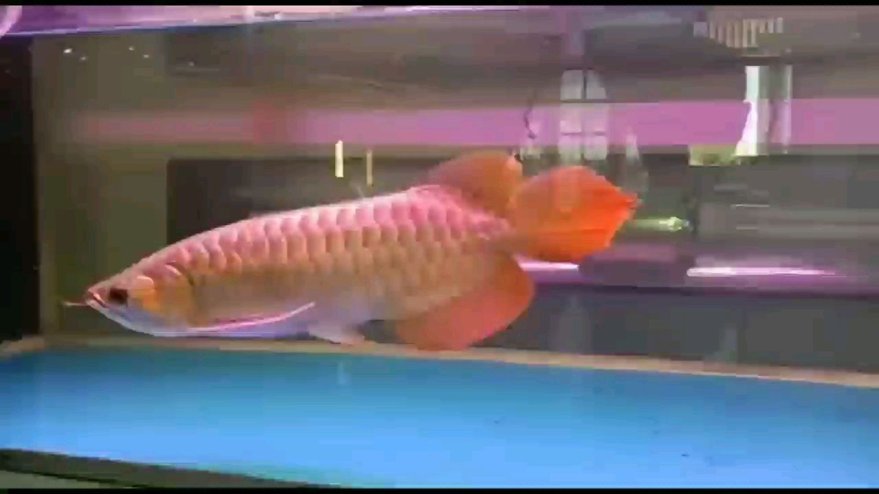大湖紅龍魚來看祥龍赫舞紅龍 大湖紅龍魚來看祥龍赫舞紅龍 大湖紅龍魚百科 第1張