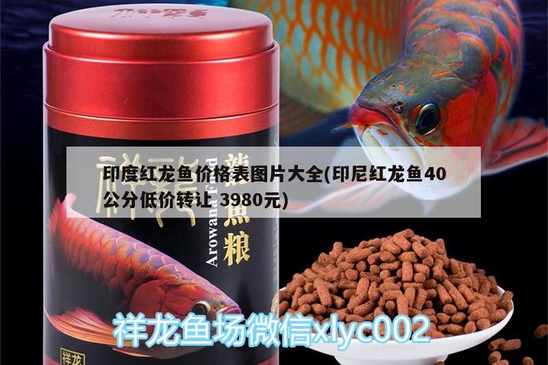 印度紅龍魚價格表圖片大全(印尼紅龍魚40公分低價轉讓3980元)