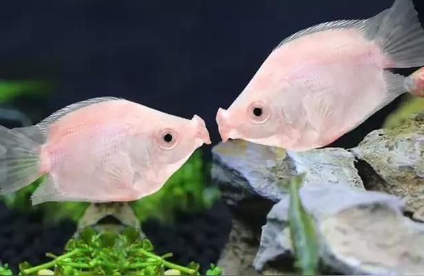 克拉瑪依龍魚vs克拉瑪依水族批發市場vs克拉瑪依水族館vs克拉瑪依魚缸批發市場vs祥龍魚場：克拉瑪依水族批發市場