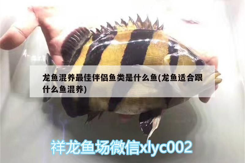 龍魚混養最佳伴侶魚類是什么魚(龍魚適合跟什么魚混養) 龍魚混養最佳伴侶魚類是什么魚(龍魚適合跟什么魚混養) 黃金貓魚百科 第3張