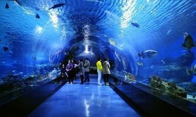 現(xiàn)在水族館生意怎么樣啊（上海海洋水族館）