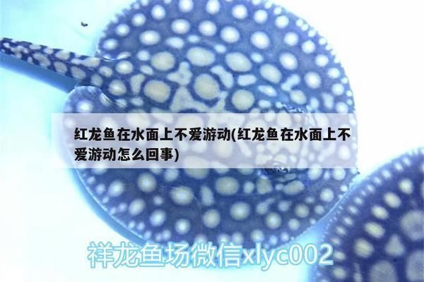 嘉峪關(guān)龍魚(yú)vs嘉峪關(guān)水族批發(fā)市場(chǎng)vs嘉峪關(guān)水族館vs嘉峪關(guān)魚(yú)缸批發(fā)市場(chǎng)vs祥龍魚(yú)場(chǎng)：嘉峪關(guān)水族批發(fā)市場(chǎng)和祥龍魚(yú)場(chǎng)