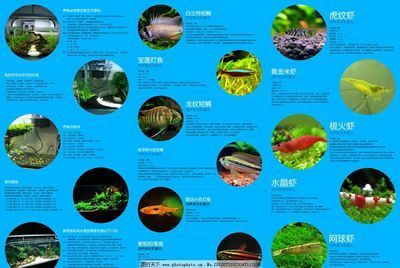 水族館魚類介紹大全（水族館中的魚類繁殖技術和水族館魚類繁殖技術介紹）