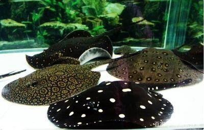 黑帝王魟魚用多大的缸：黑帝王魟魚的缸尺寸選擇