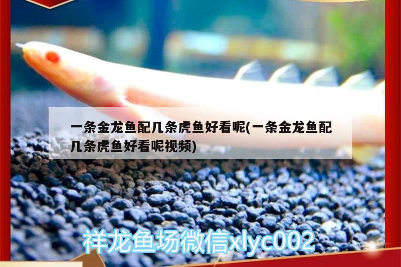 一條金龍魚配幾條虎魚好看呢(一條金龍魚配幾條虎魚好看呢視頻) 虎魚百科 第3張 一條金龍魚配幾條虎魚好看呢(一條金龍魚配幾條虎魚好看呢視頻) 一條金龍魚配幾條虎魚好看呢(一條金龍魚配幾條虎魚好看呢視頻) 虎魚百科 第3張
