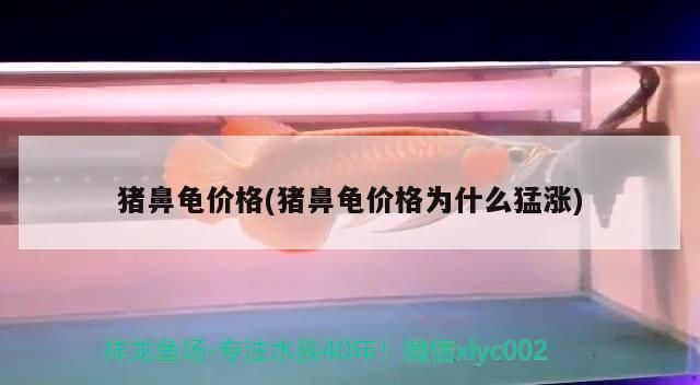 豬鼻龜售價:豬鼻龜多少錢一只 豬鼻龜百科 第7張 豬鼻龜售價:豬鼻龜多少錢一只 豬鼻龜售價:豬鼻龜多少錢一只 豬鼻龜百科 第7張