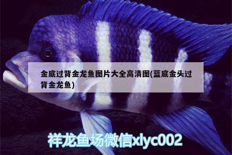 金底過背金龍魚圖片大全高清圖(藍底金頭過背金龍魚)