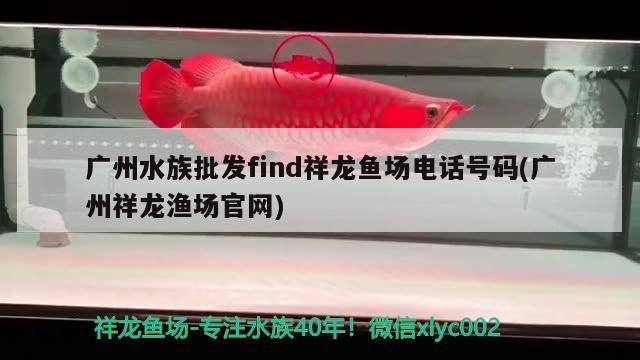 紅龍魚糧 廣州水族批發find祥龍魚場電話號碼(廣州祥龍漁場官網) vs祥龍魚場 廣州水族批發find祥龍魚場電話號碼(廣州祥龍漁場官網) 廣州水族批發find祥龍魚場電話號碼(廣州祥龍漁場官網) vs祥龍魚場