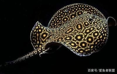 魟魚怎么游：魟魚怎么游泳