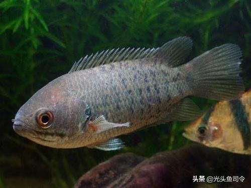 魟魚怎么游：魟魚怎么游泳