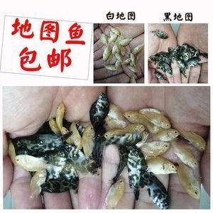金龍魚價格調控政策效果評估：金龍魚價格調控政策在一定程度上達到了預期目標