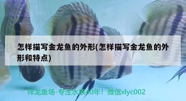 怎樣描寫金龍魚的外形(怎樣描寫金龍魚的外形和特點)