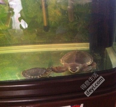 豬鼻龜多久能長(zhǎng)到成年的樣子：豬鼻龜幾歲算成年龜，豬鼻龜多久成年